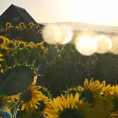 Weird way to grow sunflowers faster revealed