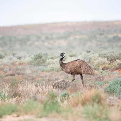Claims about ancient monument in Australian outback ring alarm bells