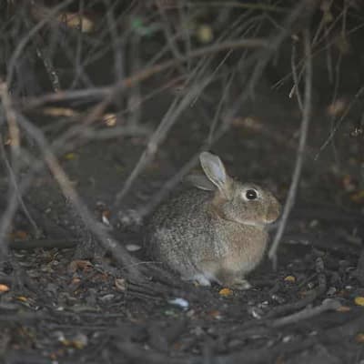 Rabbit plague looms amid calls for new biocontrols