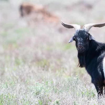 Pests, weeds to cost $30 billion a year without action