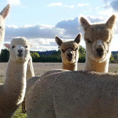 No llama drama, as Australian alpacas pack a punch