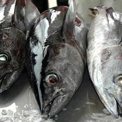 Tuna tune-up: calls for clearer green claims on cans