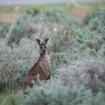 Thorny nature reforms threaten to entangle new minister