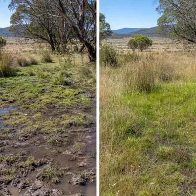 Kosciuszko 'turning point' as hard-hooved horses culled