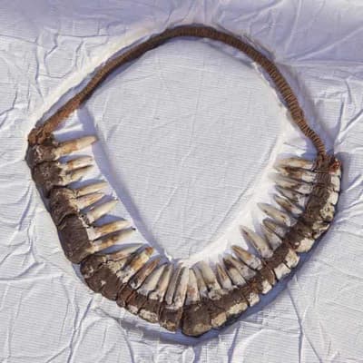 Roo-tooth headband among artefacts returned from US