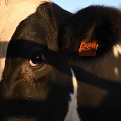 Cow manure delivery stunt lands MPs in steaming mess