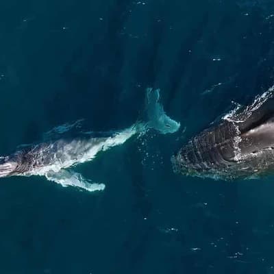 Young humpbacks exposed to danger with shifting births