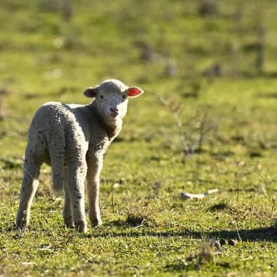 Fashion spinning new yarns from a sheep's head to tail