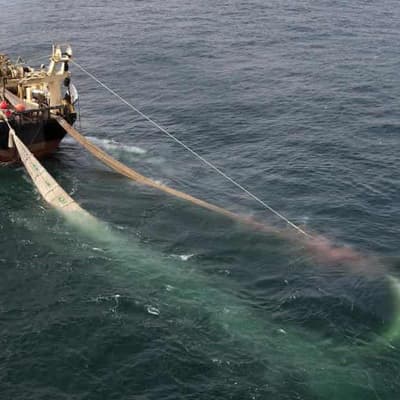 High sea hopes for treaty to preserve vast underwater