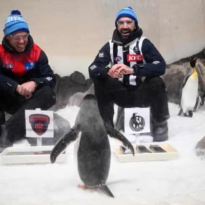 Demons star tracking well for King's Birthday rematch