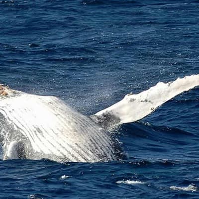 Maps reveal 'obstacle course' for migrating whales