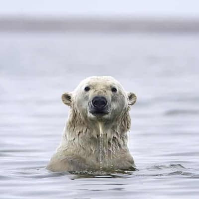 Claim says Arctic sea ice isn’t changing, but truth is the polar opposite