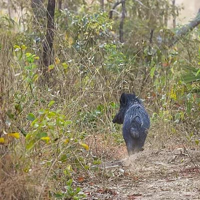 Animal advocates shoot down bill for enabling 'yahoos'