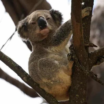 Indigenous knowledge helps uncover hidden 'koala city'