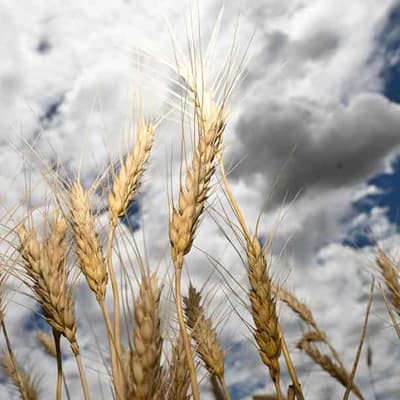 Biosecurity boost in move to protect powerhouse sector