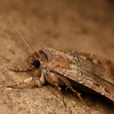 Starry nights light the way for Bogong moth migration