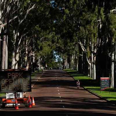 Alarm as destructive tree pest threatens to go national