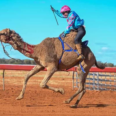 Forget the diamonds, camels are a girl's best friend