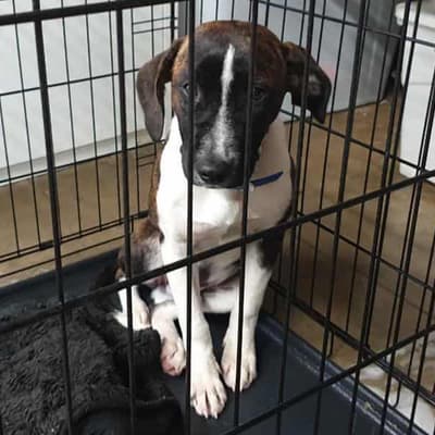 Animal cruelty action dogged by tight leash on funds