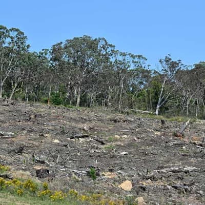 Long way to go to stop lending for deforestation