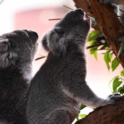 Activists in court action over aerial koala cull