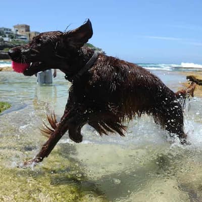 Red alert for furry friends on sweltering hot days