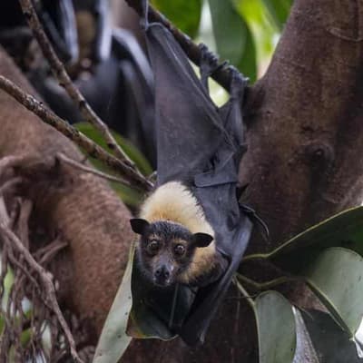 'Invariably fatal' rare bat virus claims another victim