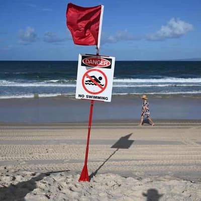 Warmer seas could bring more sharks to popular beaches