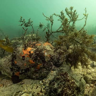 'Practical focus' as algal bloom inquiry calls rejected