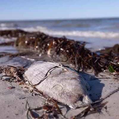 Call for help with big algal bloom choking coastal life