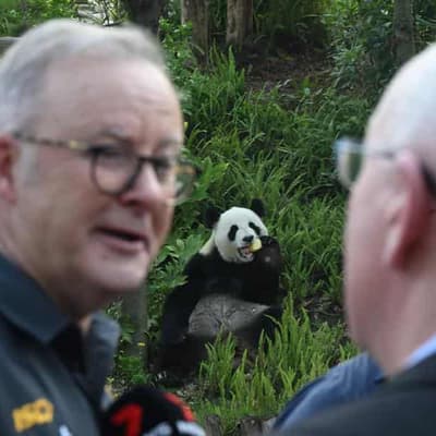 Panda-mania: PM gushes over ‘great friend of Australia’