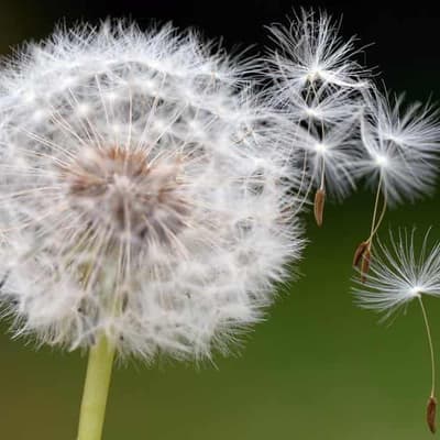 Dandelion tea cancer cure claims blown away
