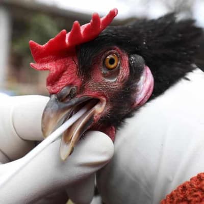 No truth in claims birds can't get flu: experts