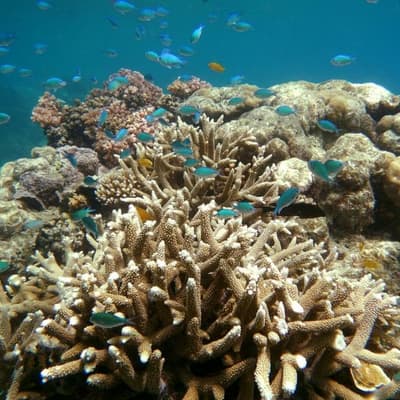 Coral coverage crashes after 'unheard of' heat events