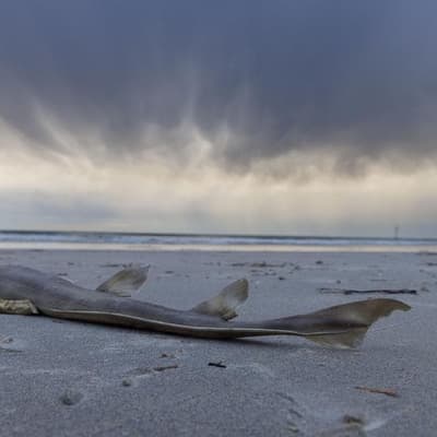 'We're open', but tourists scared off by algal bloom