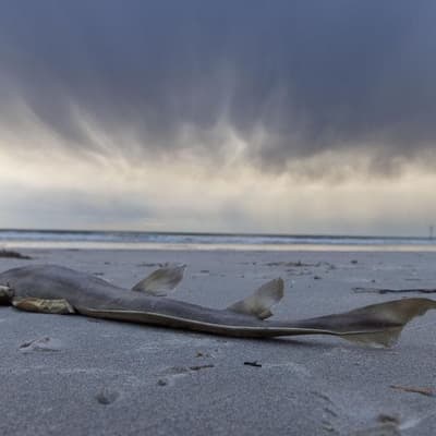 Algal bloom 'collapsing the ecosystem': opposition