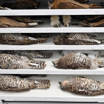 Climate adaptation secrets hidden in reptilian genes