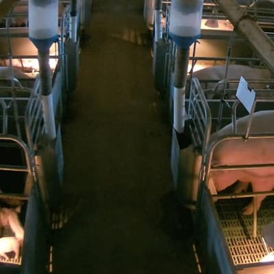 Piggery video charges against animal activist dismissed