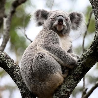 Bulldozers decimating koala habitats, advocates warn