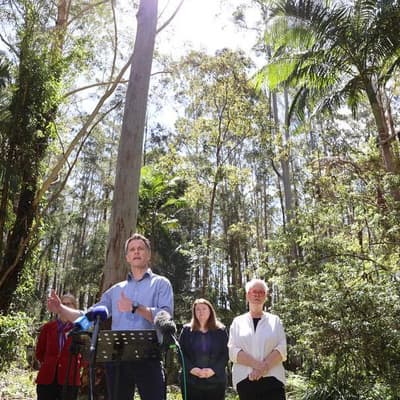 Massive koala park plan to give logging the chop