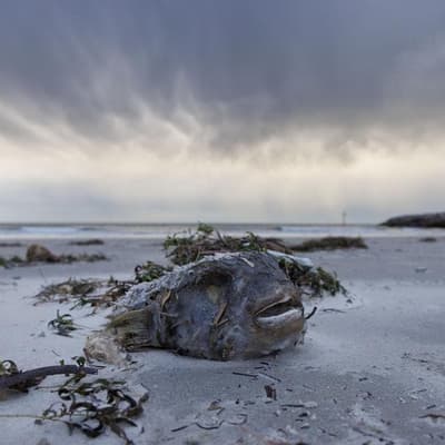 Veterans on frontline for algal bloom response