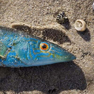 Marine heatwave disaster warnings ignored for two years