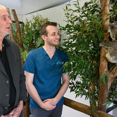 Koala vaccine hailed but rollout cost too much to bear