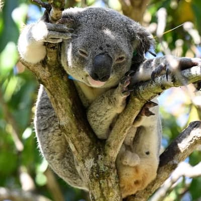 'Massive divisions' while koala park awaits approval