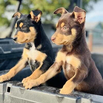 Mates' smiling faces a window into life on the land