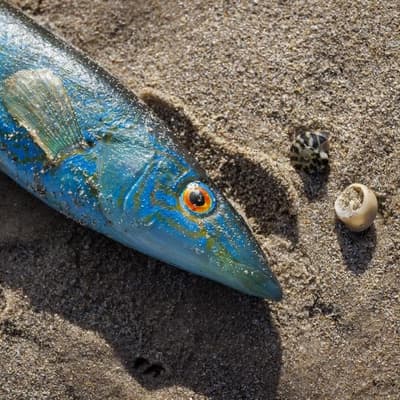 Where's it going?: expert's grim warning on algal bloom