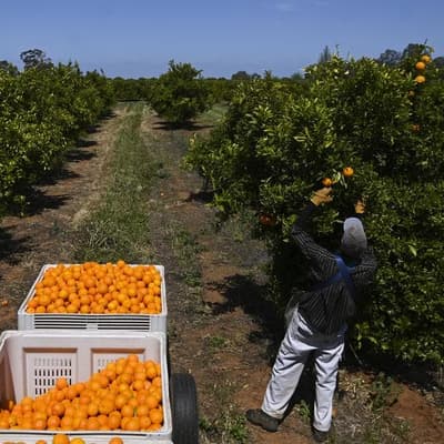 'Living in a box': farm workers reveal dire conditions