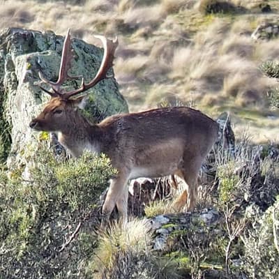 Wild deer 'failure': unexpected jump in feral numbers