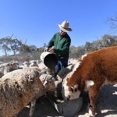 NZ's bold pledge to reduce methane emissions by 2050