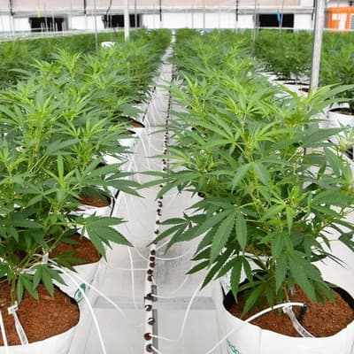 Medicinal cannabis being 'exploited' through telehealth